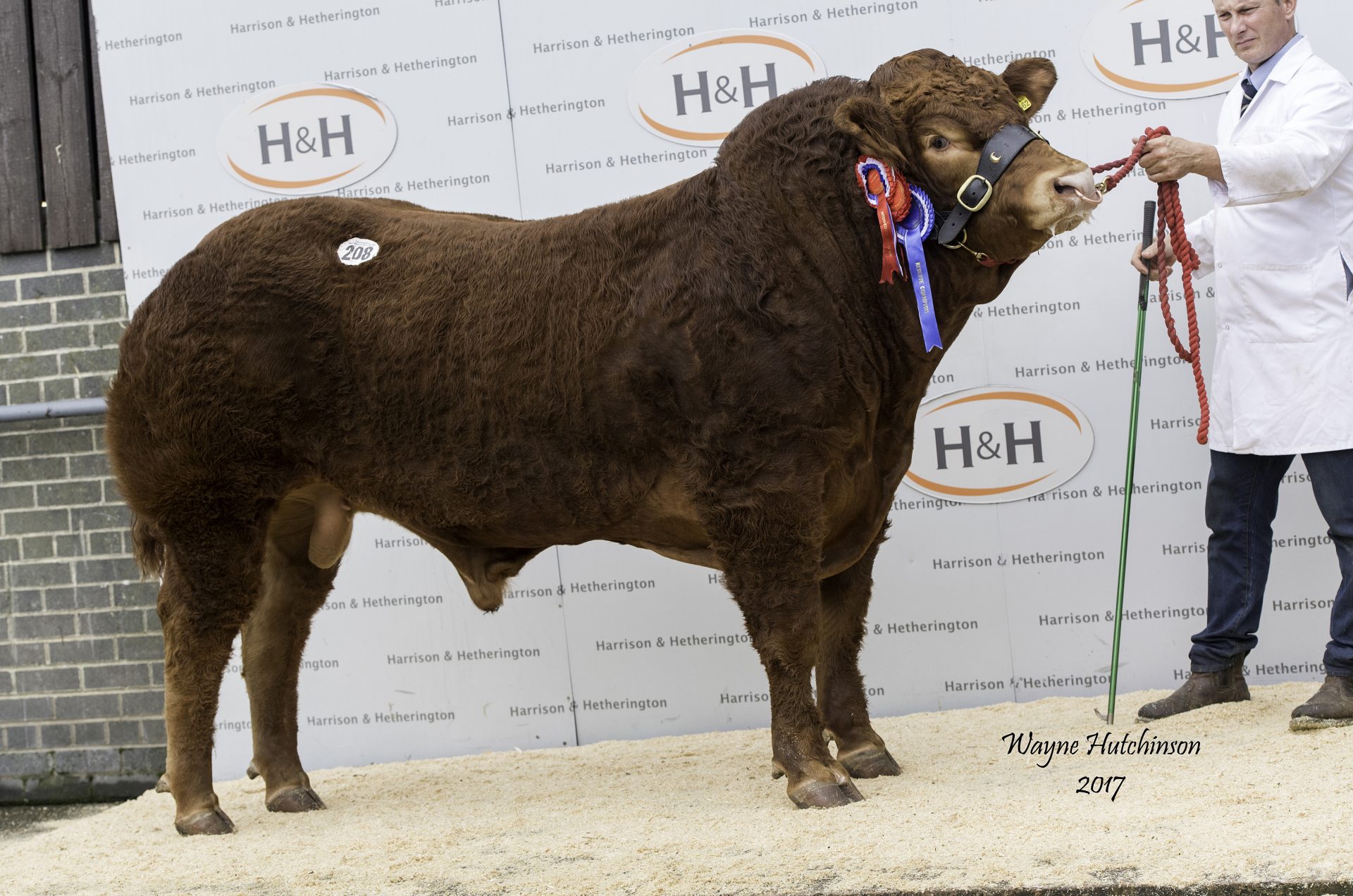EASY CALVING BULLS IN BIG DEMAND AS AMPERTAINE MAGNUM LEADS CARLISLE