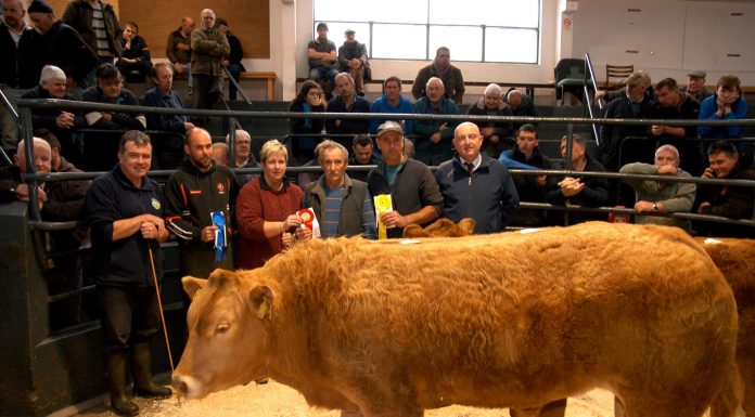 HEIFER TAKES CHAMPION SPOT AT NI CLUB SALE AT SWATRAGH