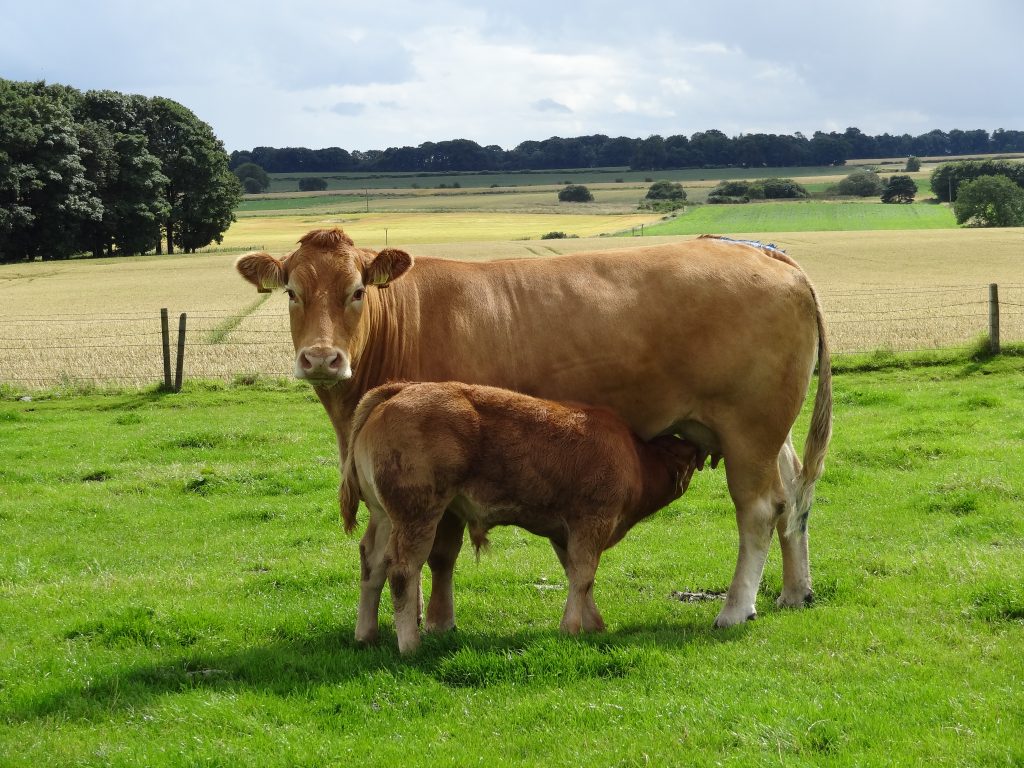 VERSATILE, EASY CALVING, TOP CARCASE TRAITS | British Limousin Cattle ...