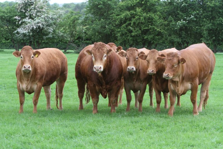 “COMMITMENT TO QUALITY” | British Limousin Cattle Society