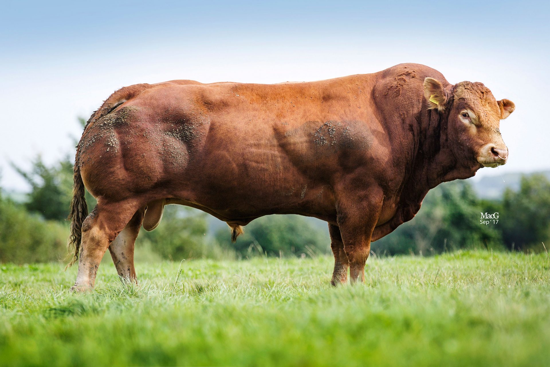 MOONLEAZE HAYLEY LEADS AUTUMN BREEDING CATTLE SALE AT NEWARK | British ...