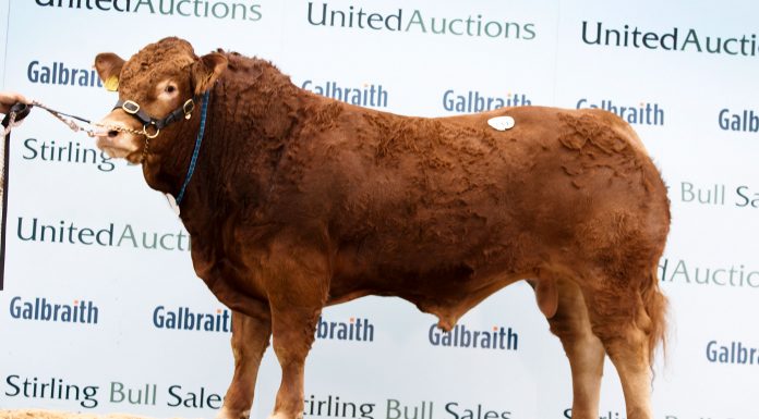 84% CLEARANCE AS RONICK MCKINLEY LEADS LIMOUSIN BULLS AT STIRLING TO 11,000GNS