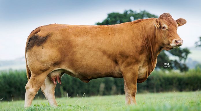 MOONLEAZE HAYLEY LEADS AUTUMN BREEDING CATTLE SALE AT NEWARK