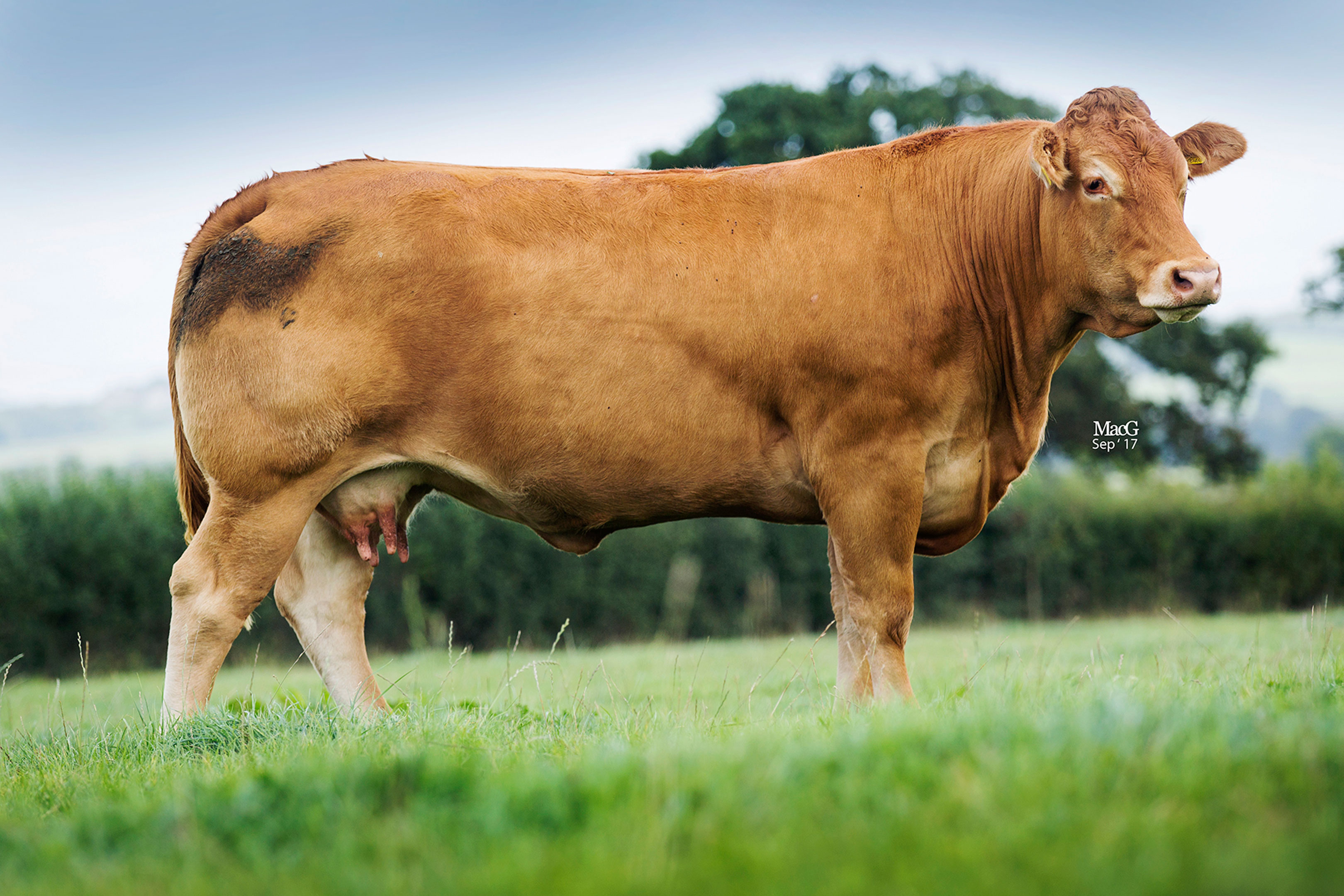British Limousin Cattle Society.