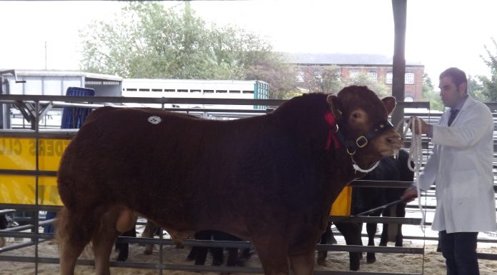 7,000GNS SCORBORO MAGNA TOPS THE EAST MIDLANDS LIMOUSIN CLUB SALE AT NEWARK