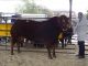 7,000GNS SCORBORO MAGNA TOPS THE EAST MIDLANDS LIMOUSIN CLUB SALE AT NEWARK