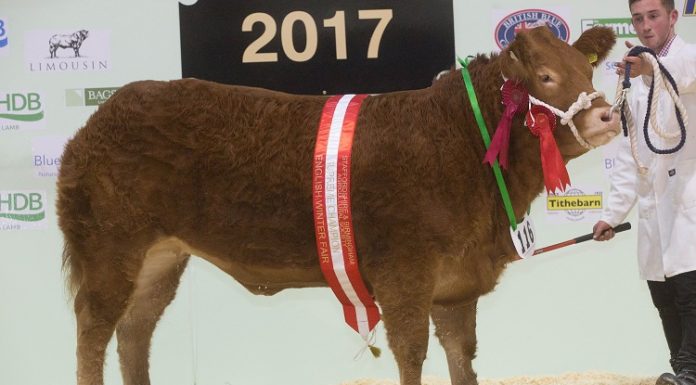 LIMOUSIN SIRED QUEEN B RULES TO TAKE THE SUPREME OVERALL CHAMPIONSHIP AT THE ENGLISH WINTER FAIR