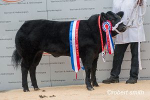 Newton of Logierait dominates show and sale of exhibition calves