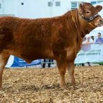 SOUTH WEST SEES JOINT WINNERS OF THE 2017 ED DOWN CUP