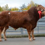 Lot 14 Nealford Loxley 5,500gns