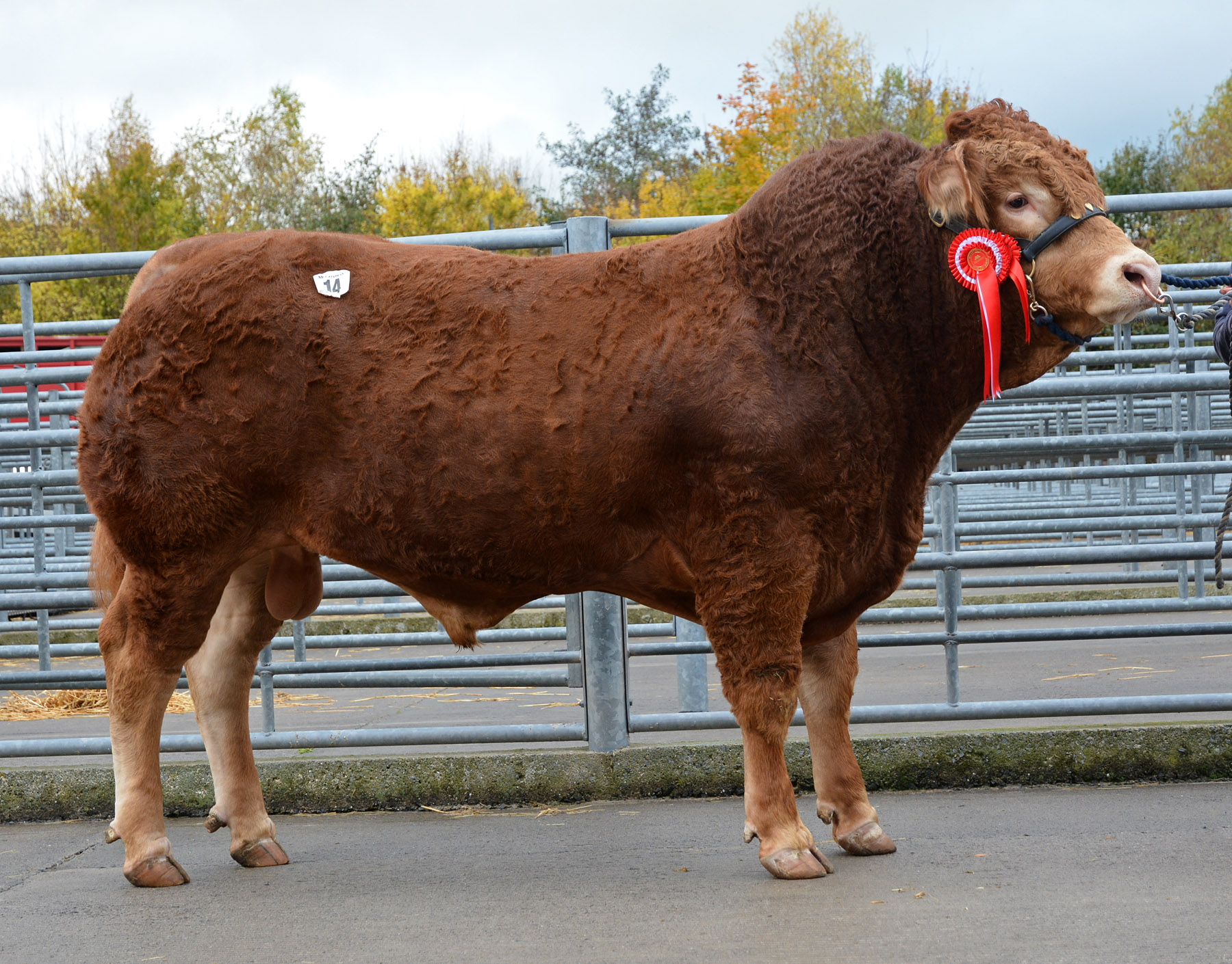Lot 14 Nealford Loxley 5,500gns