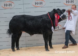 Newton of Logierait dominates show and sale of exhibition calves