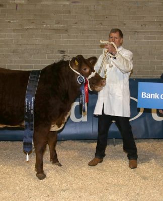 LIMOUSIN THE CLEAR BUTCHERS CHOICE AT ALLAMS