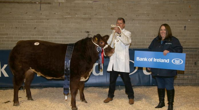 LIMOUSIN THE CLEAR BUTCHERS CHOICE AT ALLAMS
