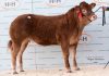 38,000GNS GRAHAMS NATALIE SMASHES LIMOUSIN WEANED CALF RECORD, 25,000GNS GRAHAMS MALIBU LEADS LIMOUSIN RED LADIES SALE