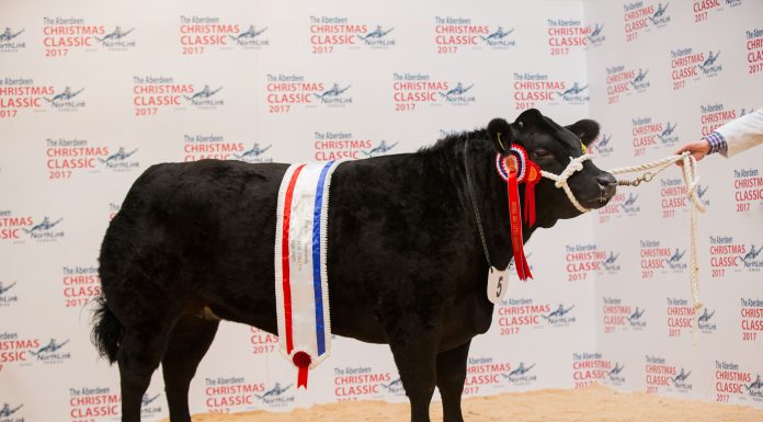 LIMOUSIN HEIFERS RED HOT AS SPICY TAKES SUPREME AT CHRISTMAS CLASSIC