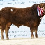 ANTICIPATION BUILDING FOR STIRLING BULL SALE