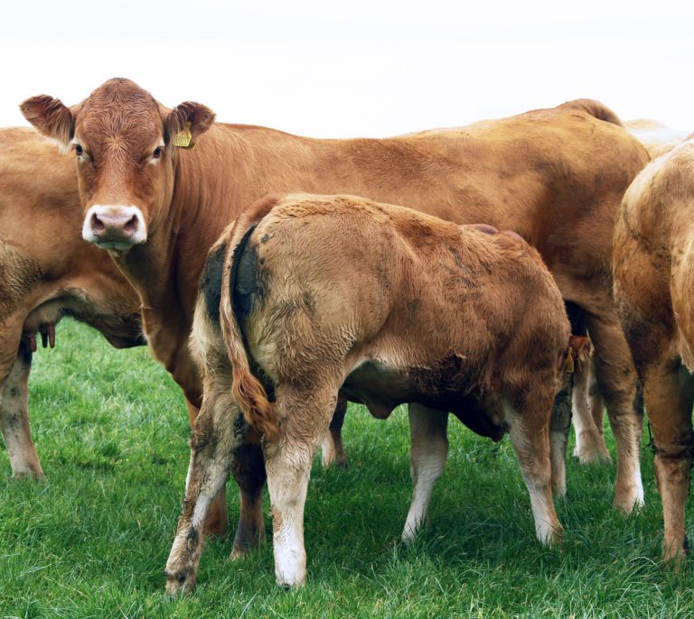 “Limousin Supplying Exactly What The Market Wants” | British Limousin ...