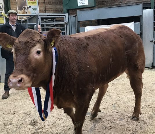 LIMOUSIN TOP NORTHALLERTON SALE