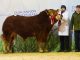 6,000GNS GLENEAGLE MASTER LEADS DUNGANNON LIMOUSIN SALE