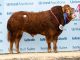 SUCCESS FOR NI LIMOUSIN BREEDER AT STIRLING