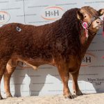 Anside Mexican – Senior Champion – 13,000gns