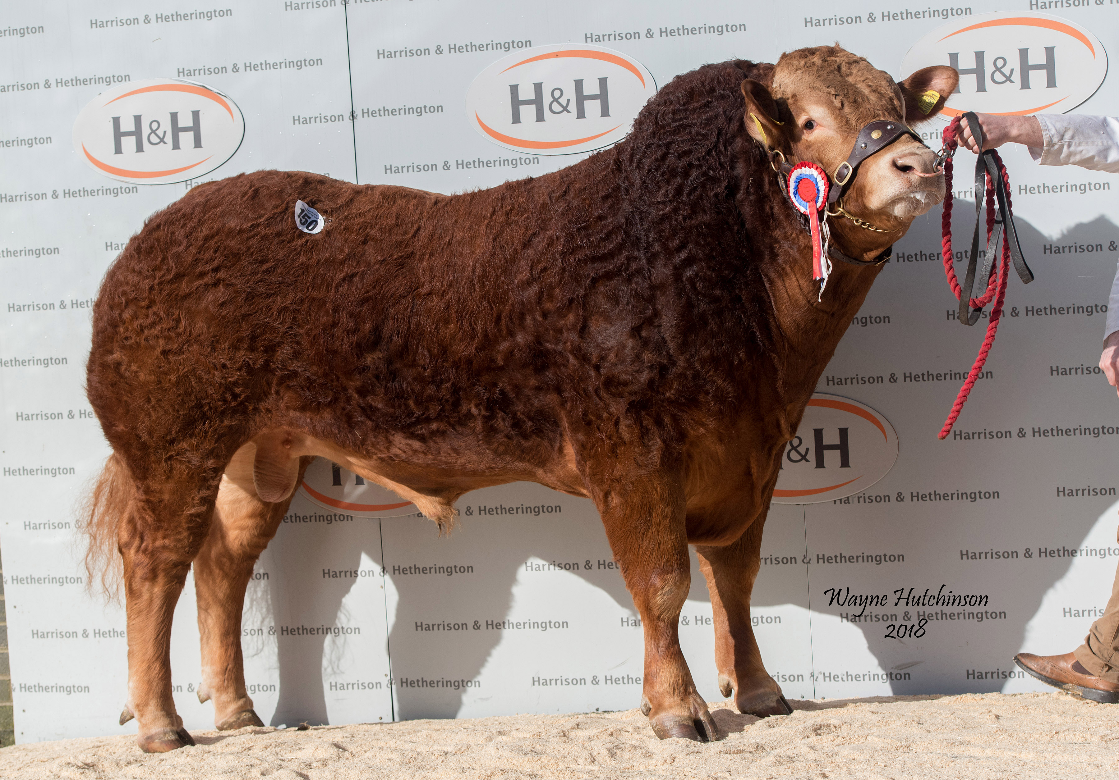 Anside Mexican – Senior Champion – 13,000gns