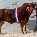AULTSIDE MEANMACHINE STORMS TO 65,000GNS AND LEADS SPECTACULAR DEMAND FOR LIMOUSIN BULLS AT CARLISLE