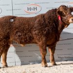 Eagleside Mustang – 10,000gns