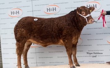 7000GNS TRUEMAN MIRANDA LEADS 92% CLEARANCE OF LIMOUSIN FEMALES