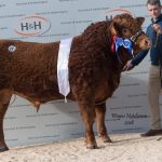 Westpit Macgregor – Res Senior and Res Overall Champion – 15,000gns