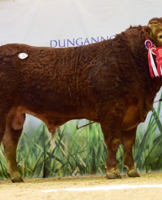 DUNGANNON SALE OFFERS SOUND ECONOMIC CHOICES