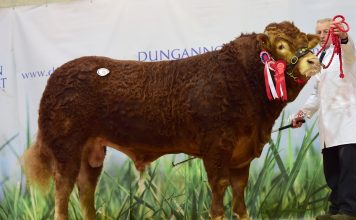 DUNGANNON SALE OFFERS SOUND ECONOMIC CHOICES