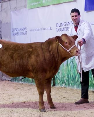 £8,000 LIMOUSIN CALF A RECORD BREAKER AT DUNGANNON