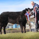 LIMOUSIN SUCCESS AT RUTHIN