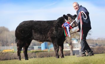 LIMOUSIN SUCCESS AT RUTHIN