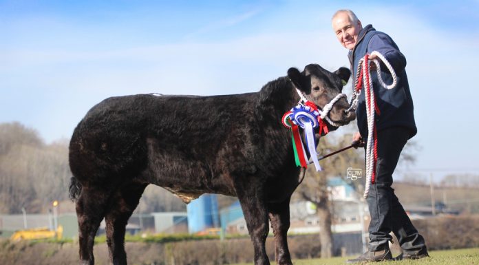 LIMOUSIN SUCCESS AT RUTHIN