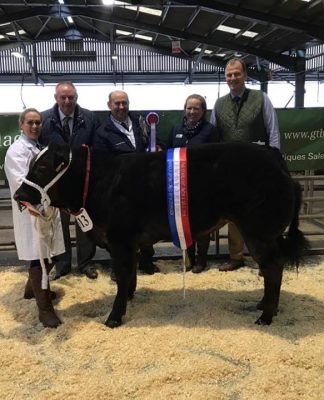 LIMOUSINS SHINE AT SEDGEMOOR STARLIGHT