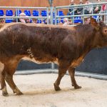 LIMOUSIN THE BUTCHERS CHOICE AT WIGTON