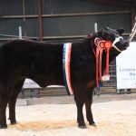 £8,000 LIMOUSIN HEIFER SETS RECORD AT LEYBURN