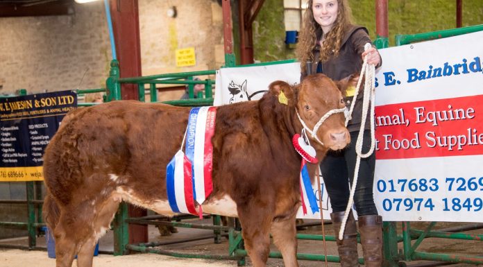 LIMOUSIN HEIFER LEADS KIRKBY CLASSIC