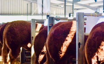 STOP PRESS: STRONG TRADE AT NEWARK LIMOUSIN DAY
