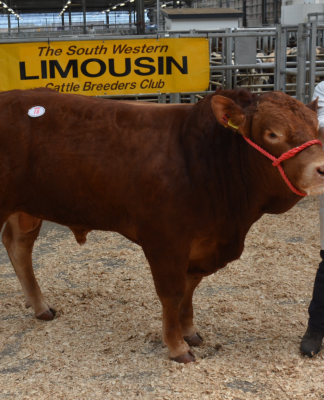 STEADY TRADE AT HOLSWORTHY SEES KILLERTON MELLOW LEAD AT 3400GNS