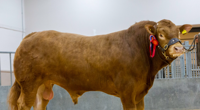 WALKERS MURRAY LIMOUSIN CHAMPION AT THAINSTONE