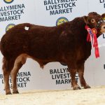 5300GNS CARMORN NUTCRACKER LEADS THE LIMOUSIN MAY DAY SALE IN BALLYMENA