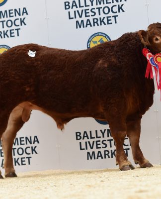 5300GNS CARMORN NUTCRACKER LEADS THE LIMOUSIN MAY DAY SALE IN BALLYMENA