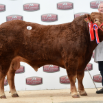 STOP PRESS: KILLERTON MCCOY LEADS BRECON AT 6700GNS
