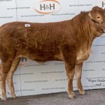 26000GNS GRAHAMS NIKITA LEADS DEMAND FOR LIMOUSIN FEMALES AT CARLISLE