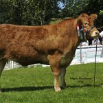 BIDS FLY AS 22,000GNS IRONSTONE DUMANDY LEADS LIMOUSIN HERD DISPERSAL SALE