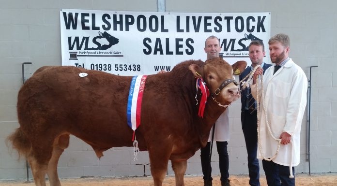 DYFRI MORGAN SUPREME CHAMPION AT WELSHPOOL LIMOUSIN SHOW WHILE 7800GNS ESMORS BLACK MINNOW LEADS THE SALE